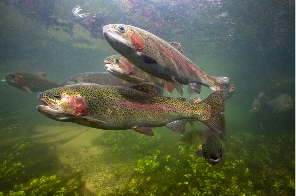 Rainbow trout BIUPC Paul Colley