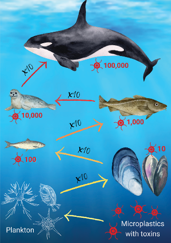 Plastic accumulates in the food chain