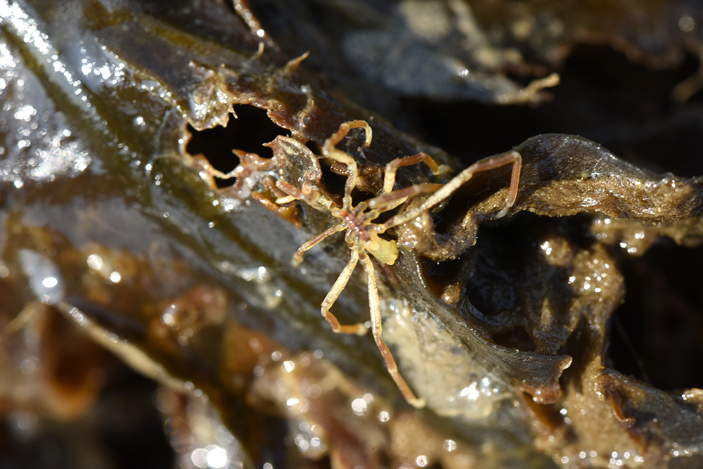 Japanese sea spider
