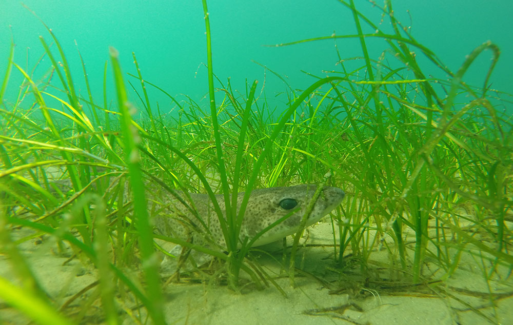 Seagrass habitat