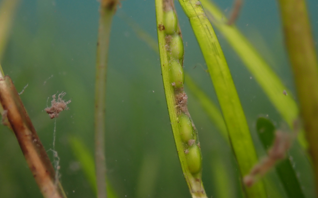Seagrass seeds