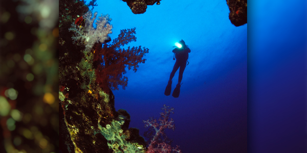 Diver with a flashlight checks out a reef underwater