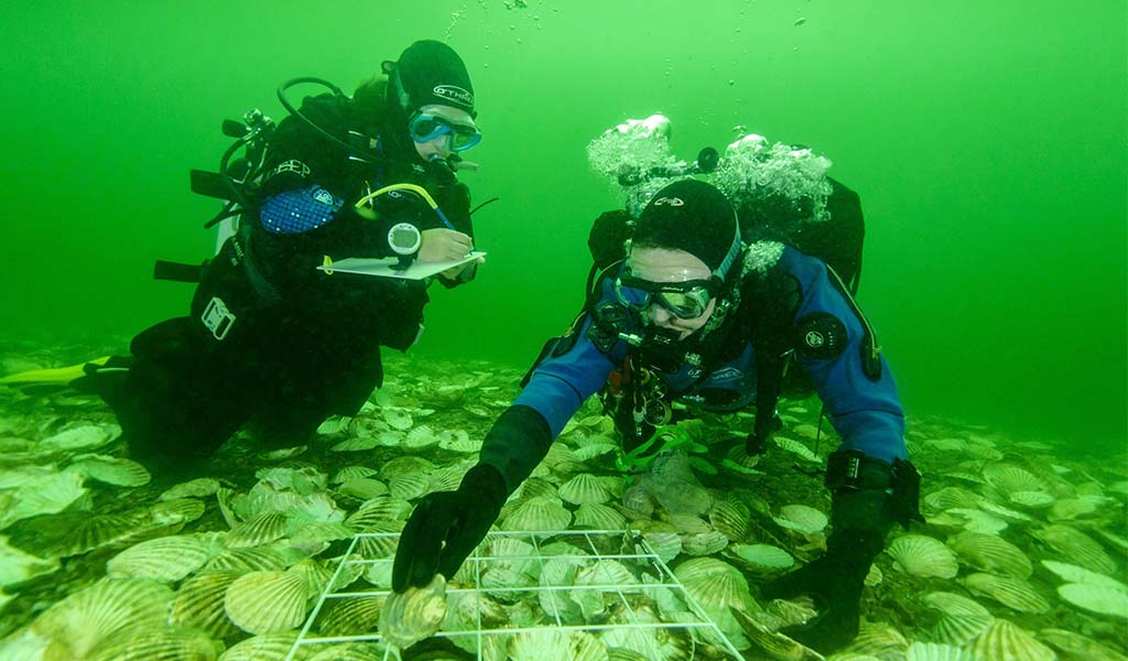 Scientists lay Native European Oysters on the recreated reef in the Dornoch Firth as part of Glenmorangie's DEEP project