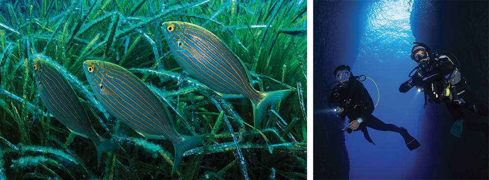 Inland sea and fish