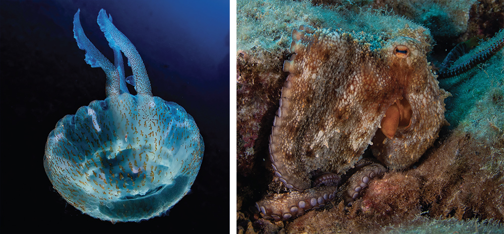 Jelly and octopus