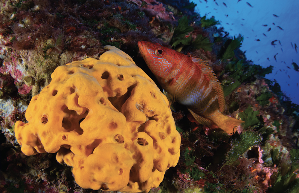 Wrasse