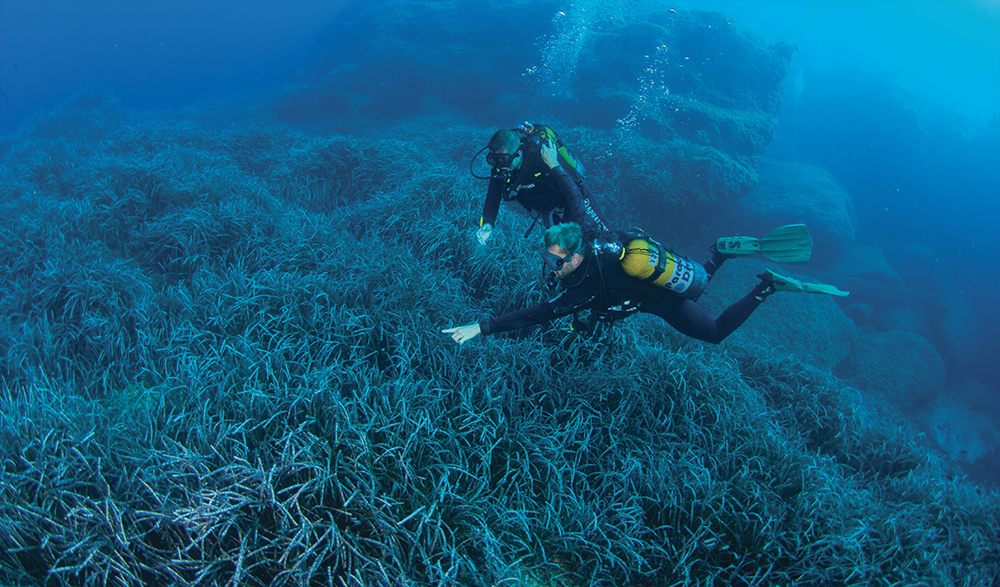 Seagrass meadow