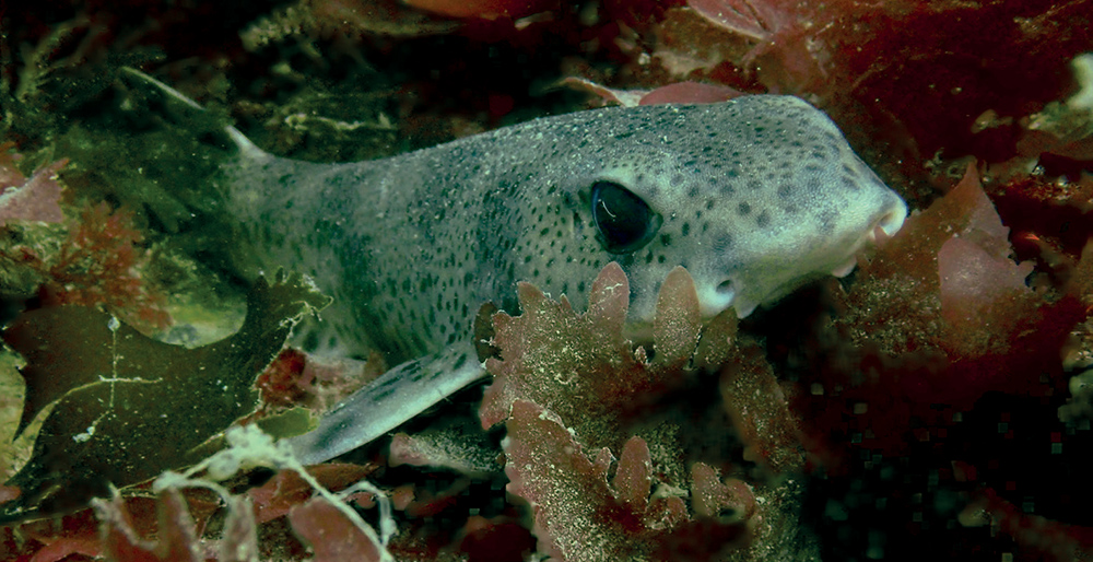 University of Bristol Underwater Club