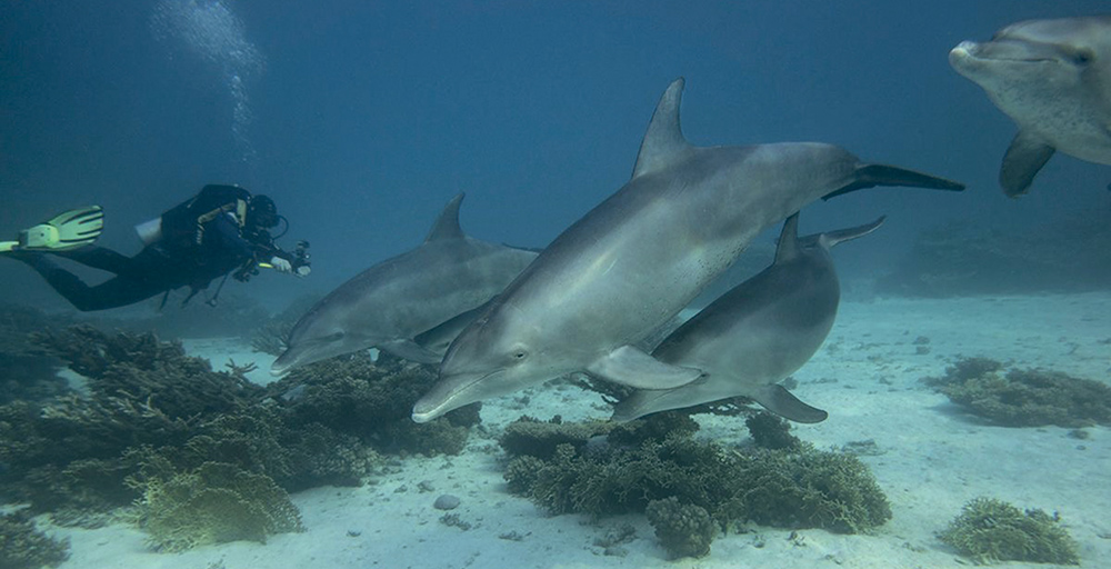 University of Bristol Underwater Club