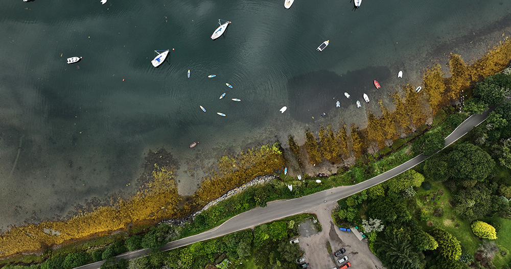 Seagrass from above