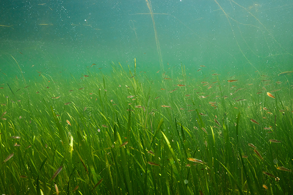 Seagrass