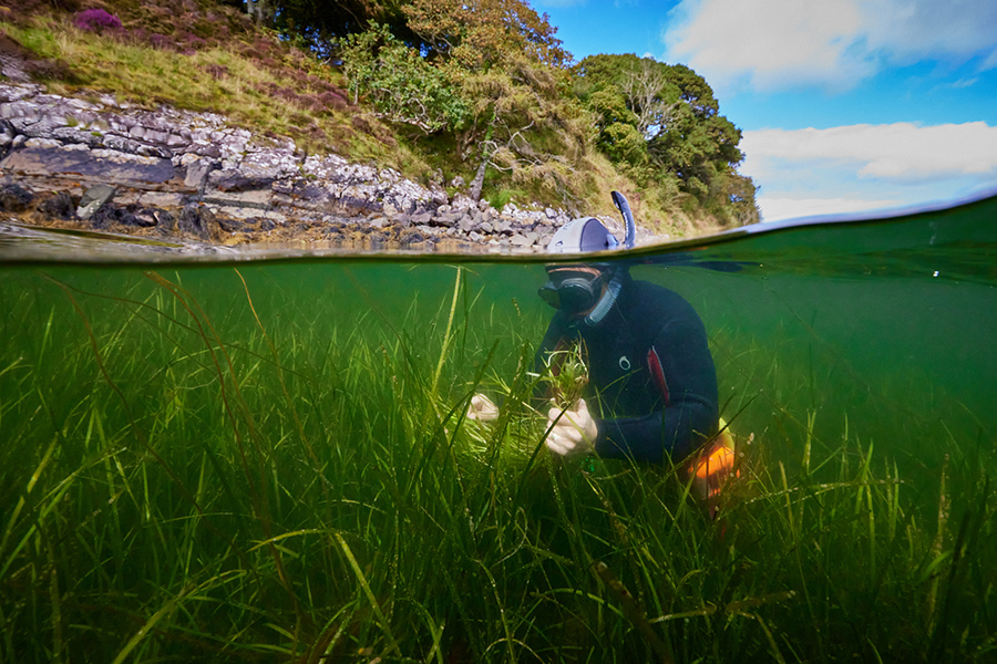 Seagrass harvesting