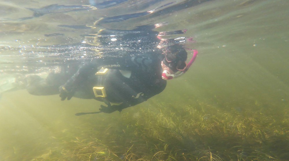 Snorkelling over seagrass
