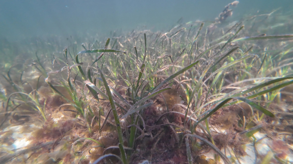 Seagrass in rude health