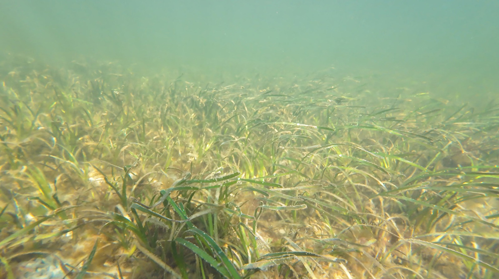 Recovery for seagrass