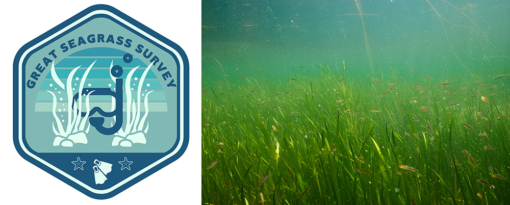 Great Seagrass Survey 2023