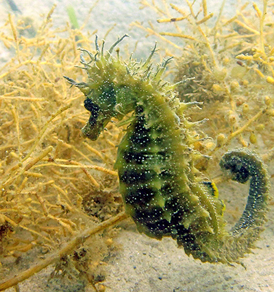 Seahorse