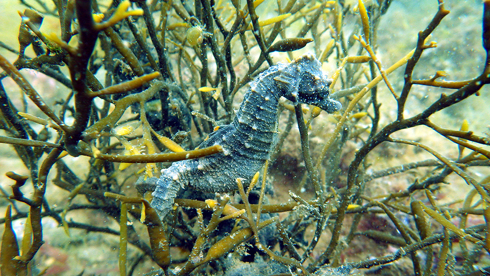 Seahorse UK