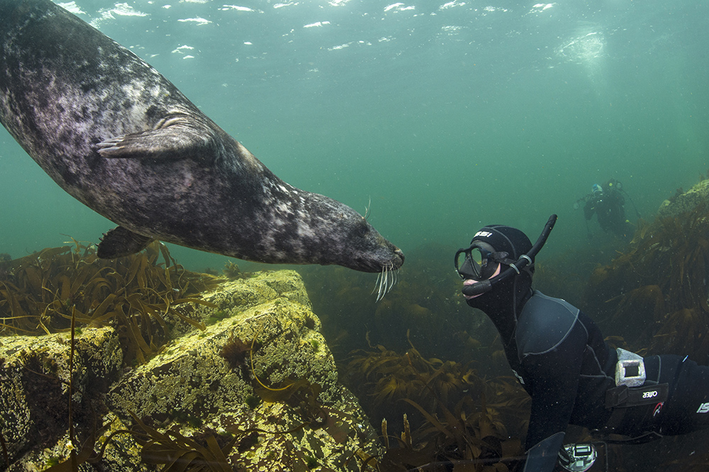 Seal snorkelling