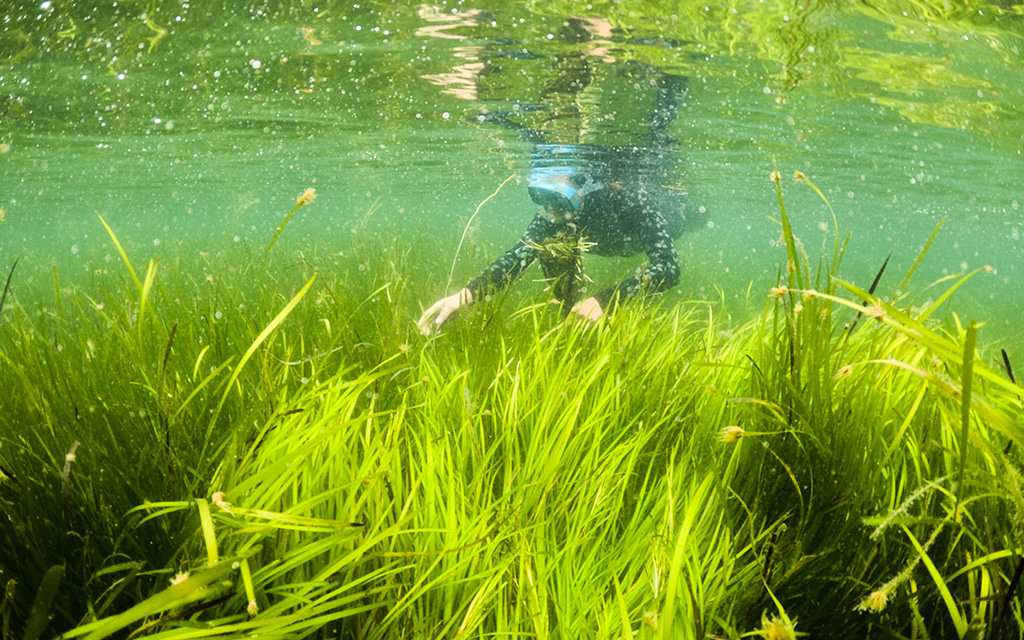 someone snorkelling looking for seagrass