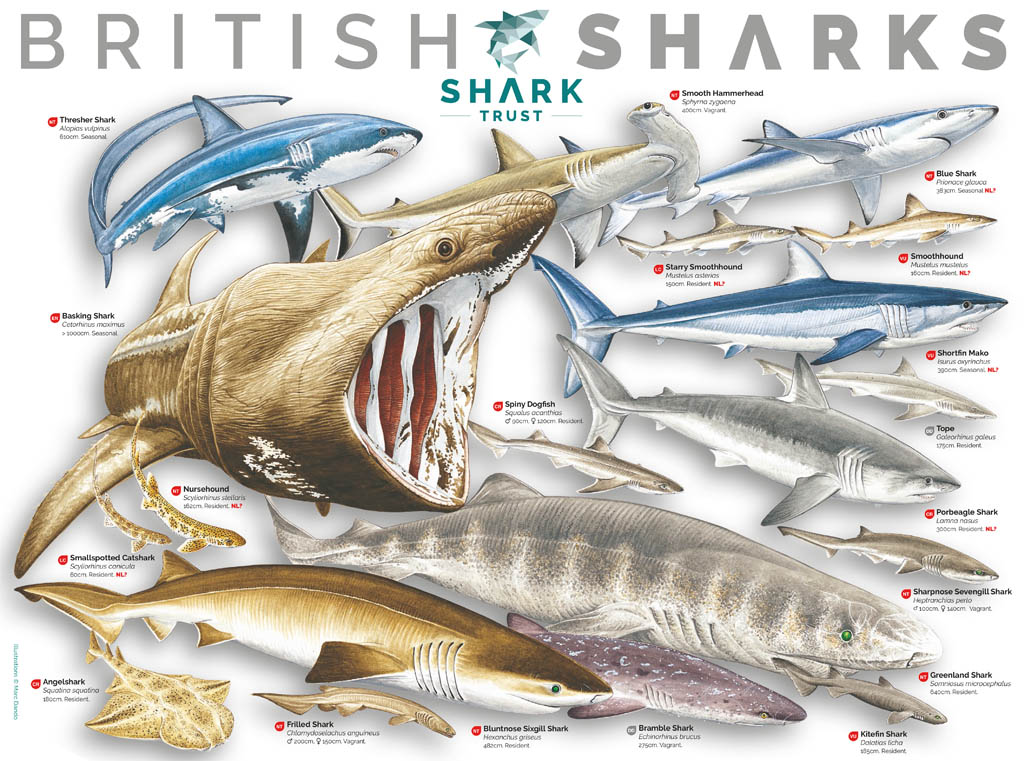 Sharks Trust - British sharks