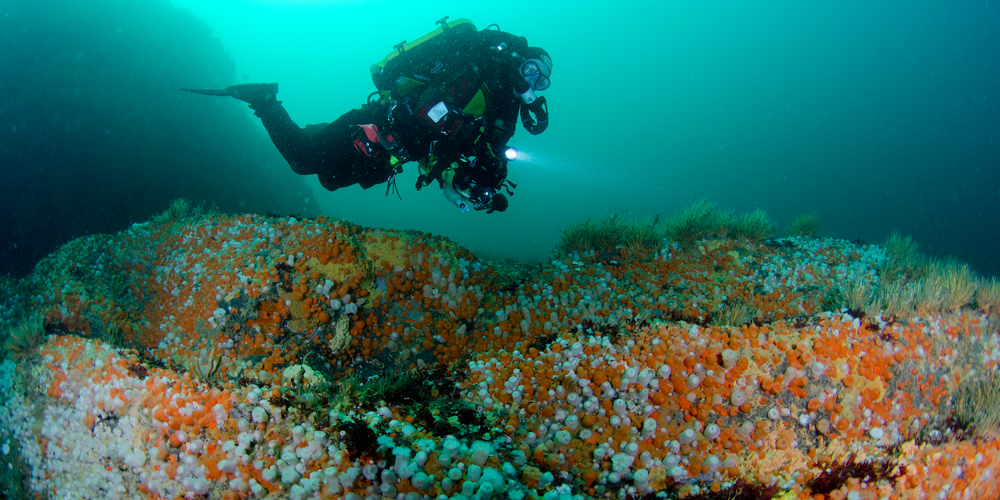 Diver with a torch near a reef at Burroo Rock Isle Of Man