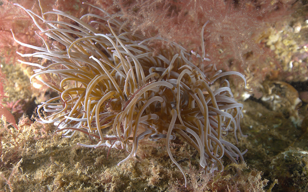 Snakelocks anemone