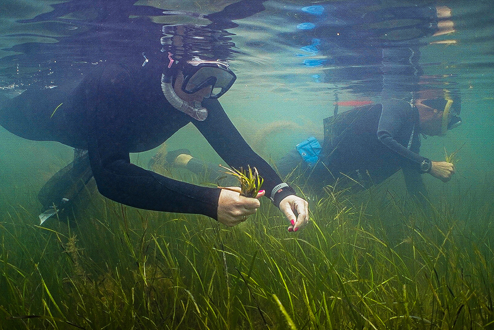 Snorkelling to collect seagrass seed