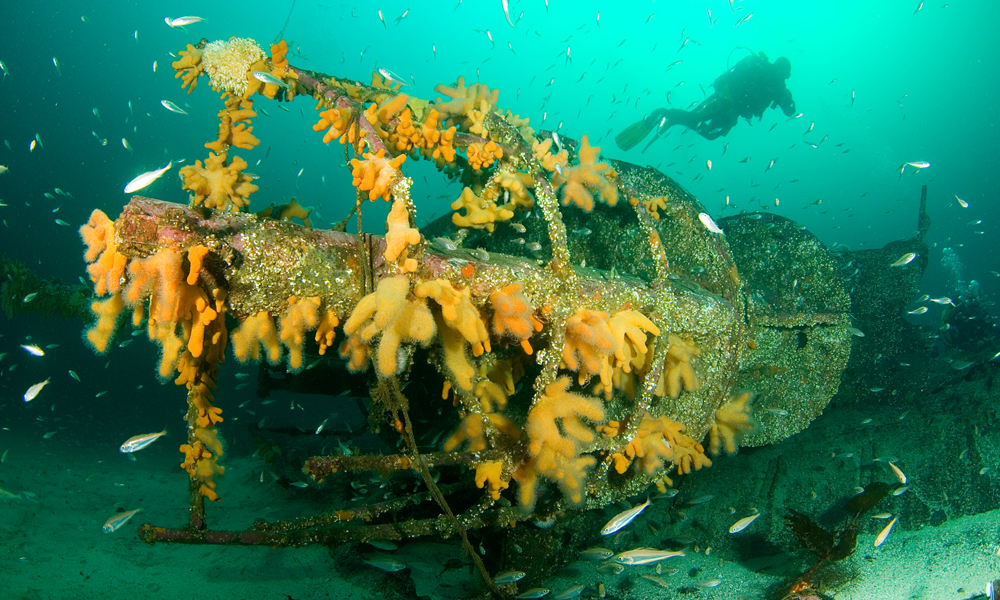 Soft corals adorn the conning tower of the submarine E49, a war grave in Shetland