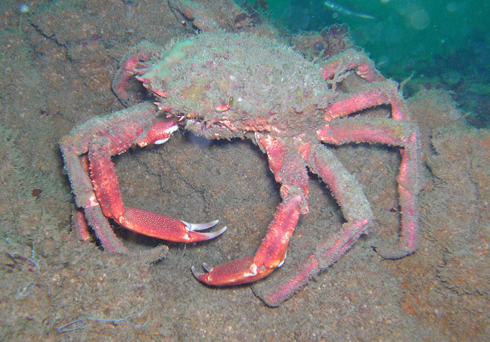 Spider crab