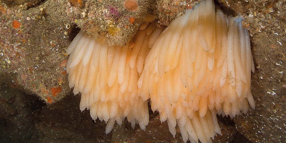 Squid eggs attached to the reef at Porthkerris