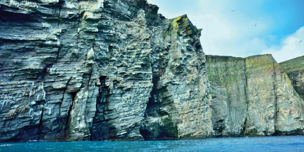 The The gannet colony on Noss Headgannet colony on Noss Head