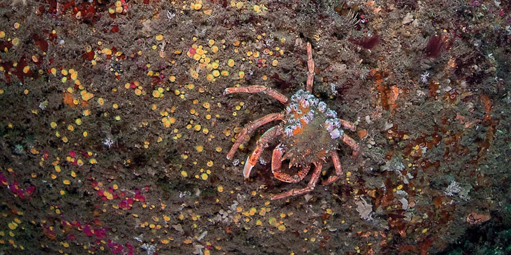 The reef wall at Vingt Clos, with jewel anemones and spider crab