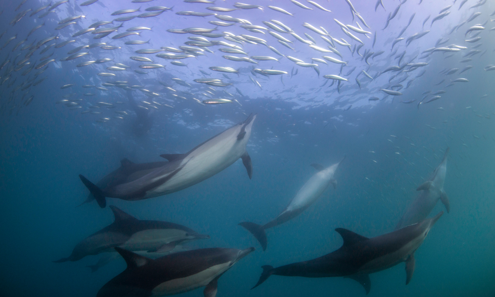 The Sardine Run Tony Baskyfield H600