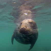 Thumbnail - Tony Reed - LundySeal - PLEASE credit photographer.