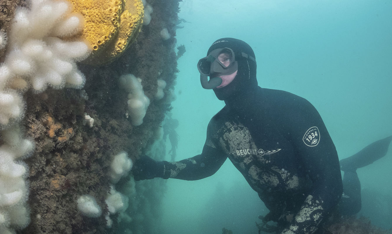 Andy Torbet looks at coral underwater