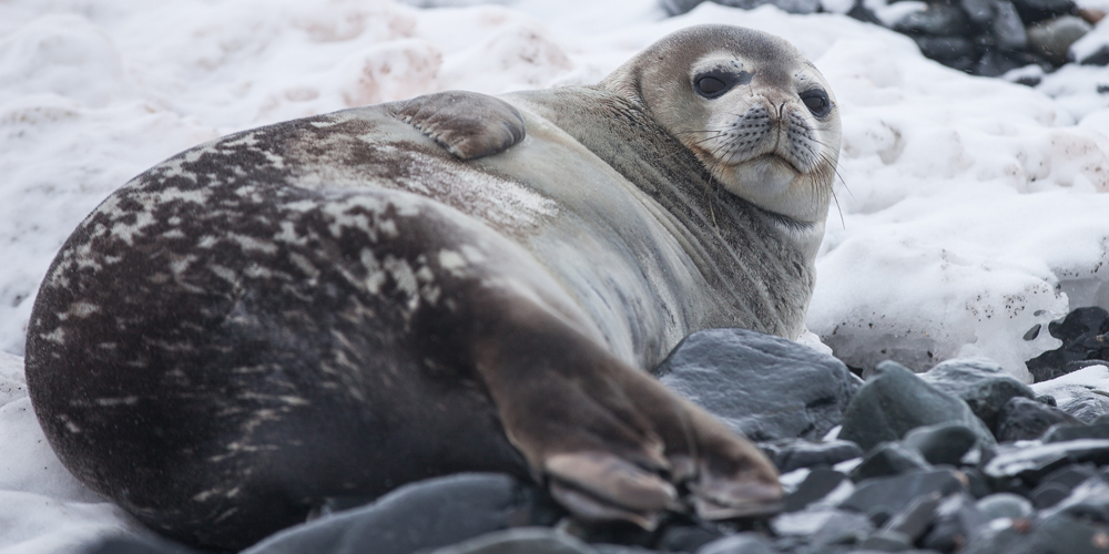 Seal in Antarctica