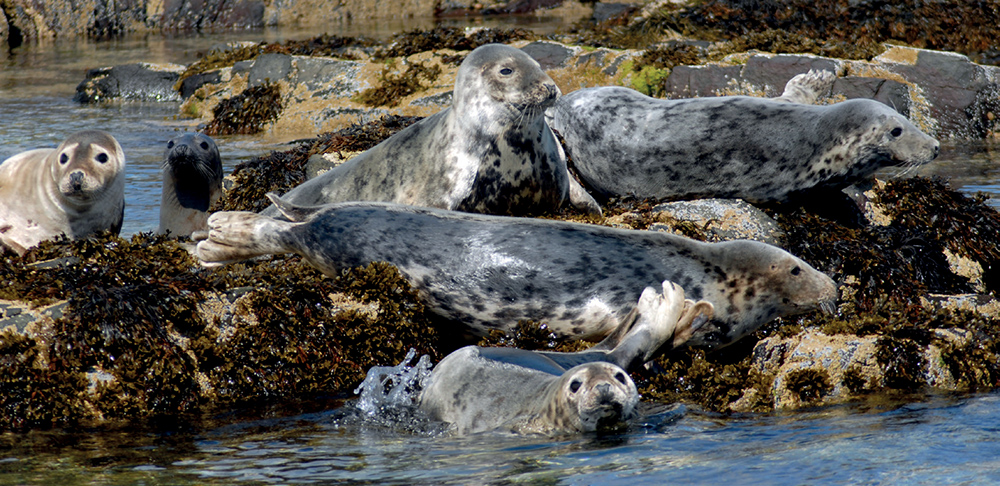 Grey seals