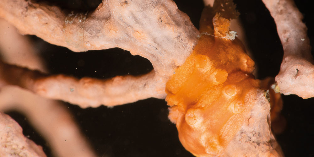 Tritonia nilsodhneri nudibranch and eggs on a pink sea fan