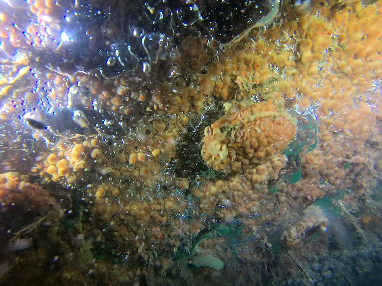 Native oyster covered in sponge