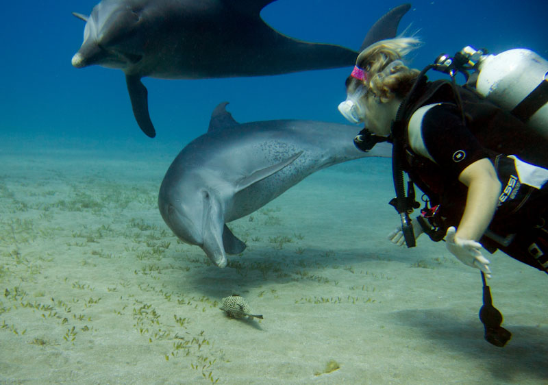 swimming with dolphins