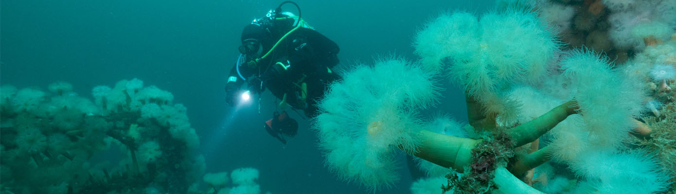 Custom Divers exclusive deals - British Sub-Aqua Club