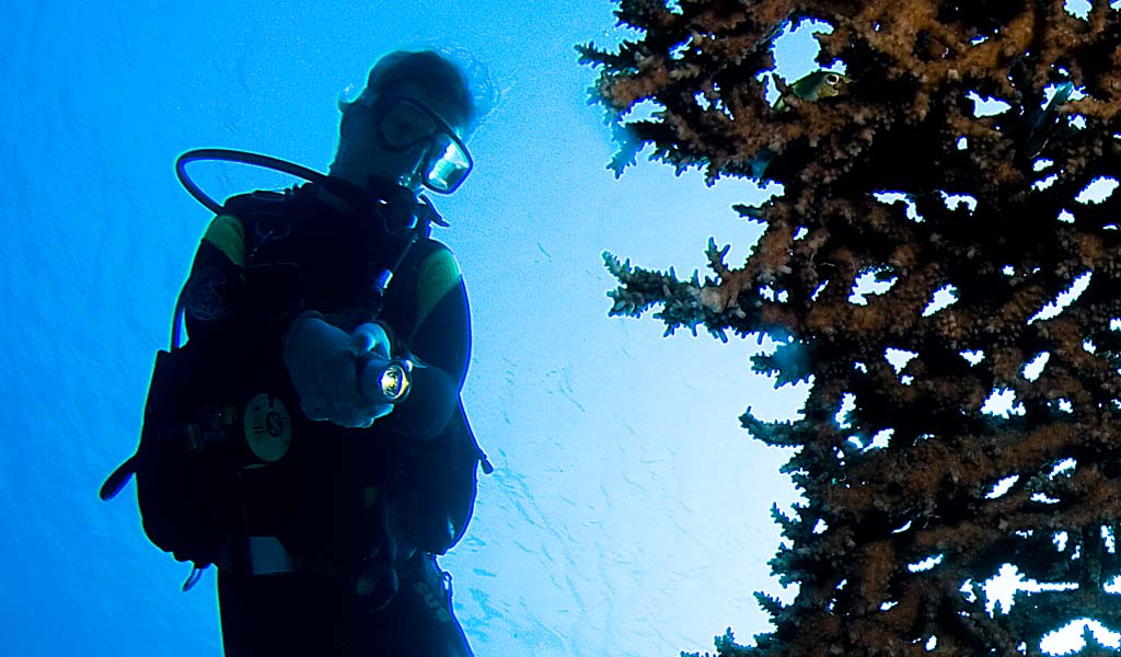 Diving and the menstrual cycle Anatomy of a diver British SubAqua Club