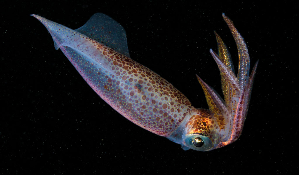 Cephalopods: Loving the aliens.