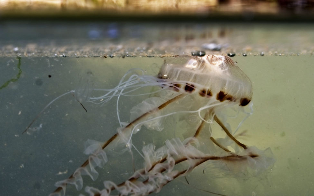 Electric Jellyfish Stings First Aid Afloat Jellyfish Stings Safe