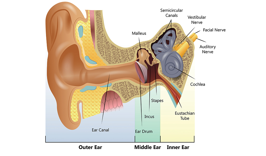 Ear problems Anatomy of a diver British SubAqua Club