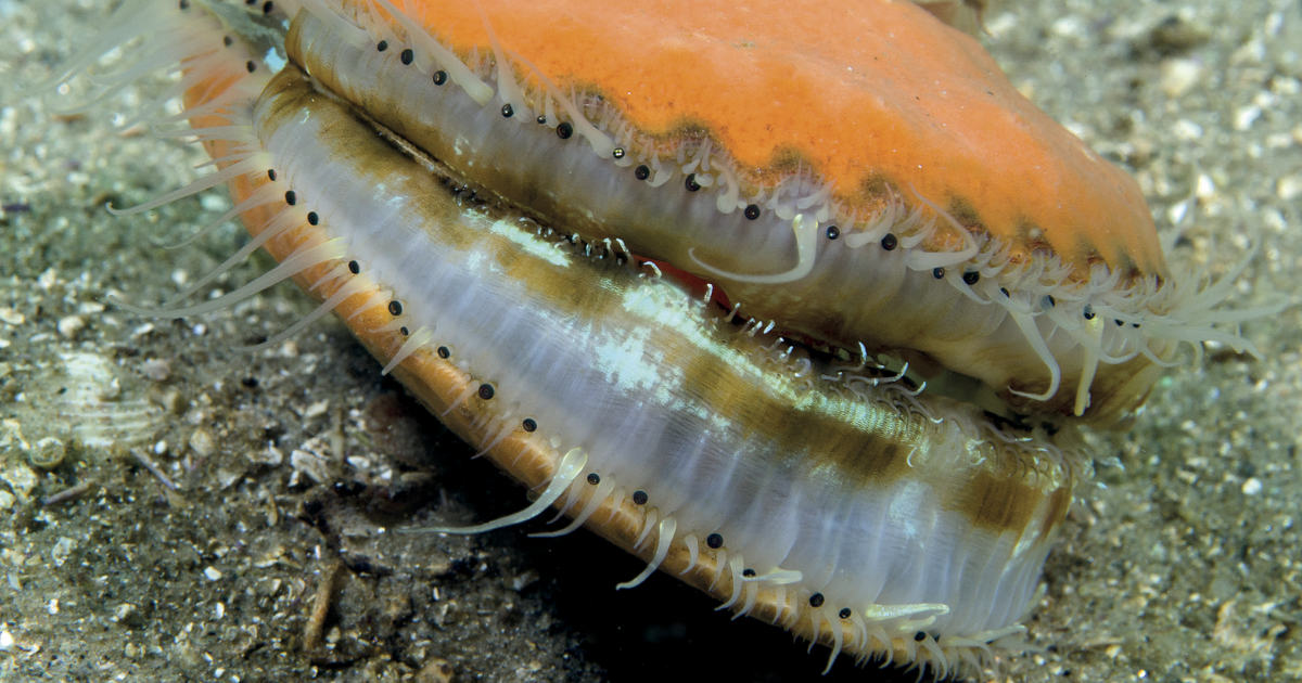 How do scallops see? British SubAqua Club