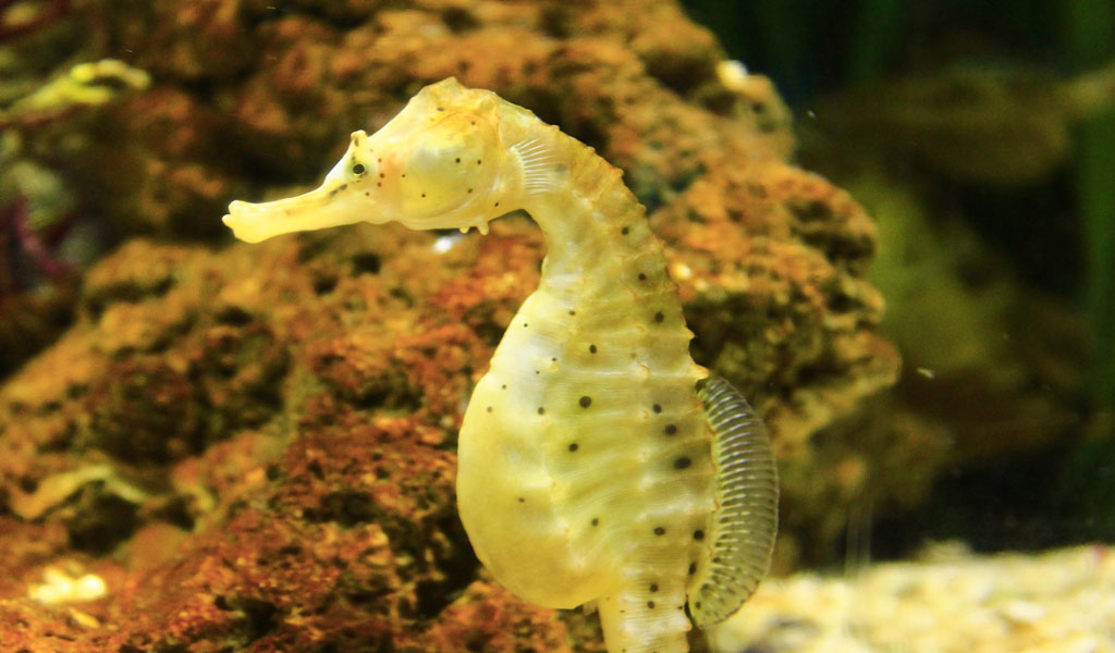 New course for BSAC members exploring seahorse conservation - British