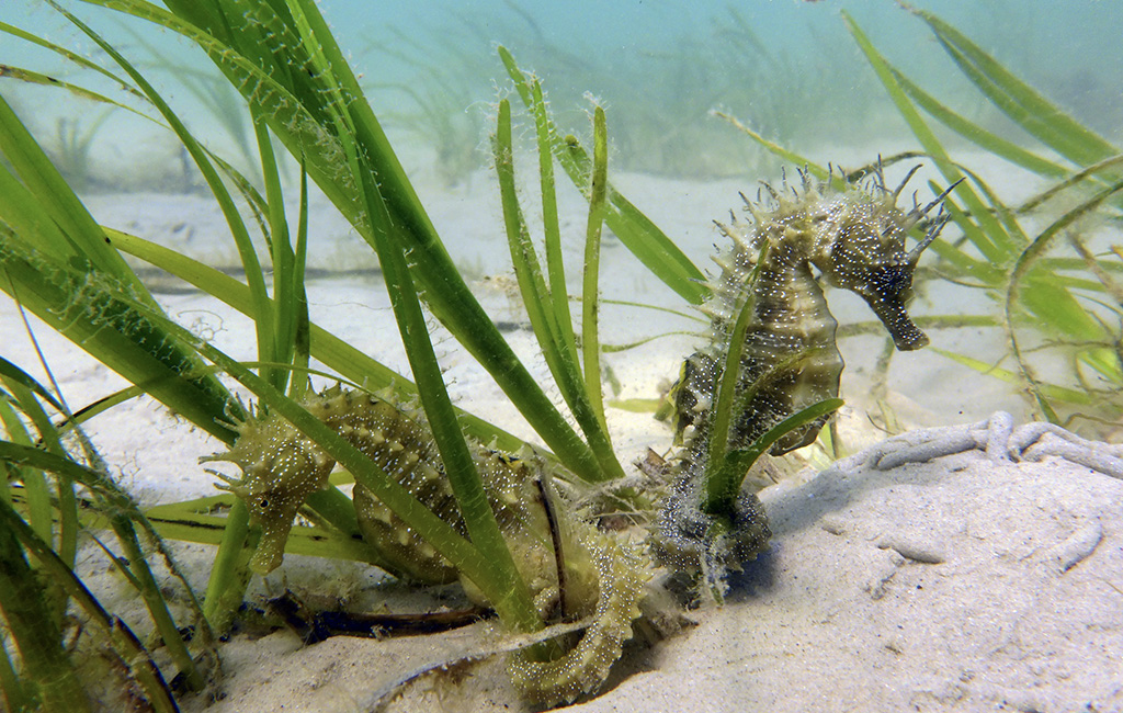 Seahorse Trust launches online ecology course with 10 free places - British  Sub-Aqua Club