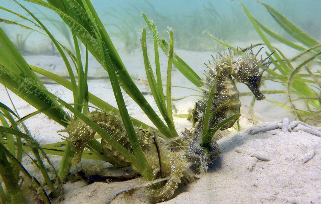 Seahorse Trust launches online ecology course with 10 free places - British Sub-Aqua Club Seahorse Trust launches online ecology course with 10 free places - British Sub-Aqua Club